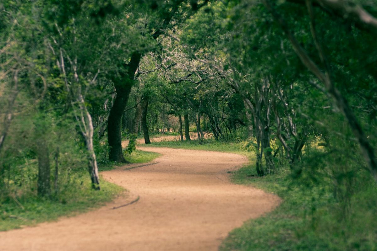 Dirt greenway trail curving through dense trees